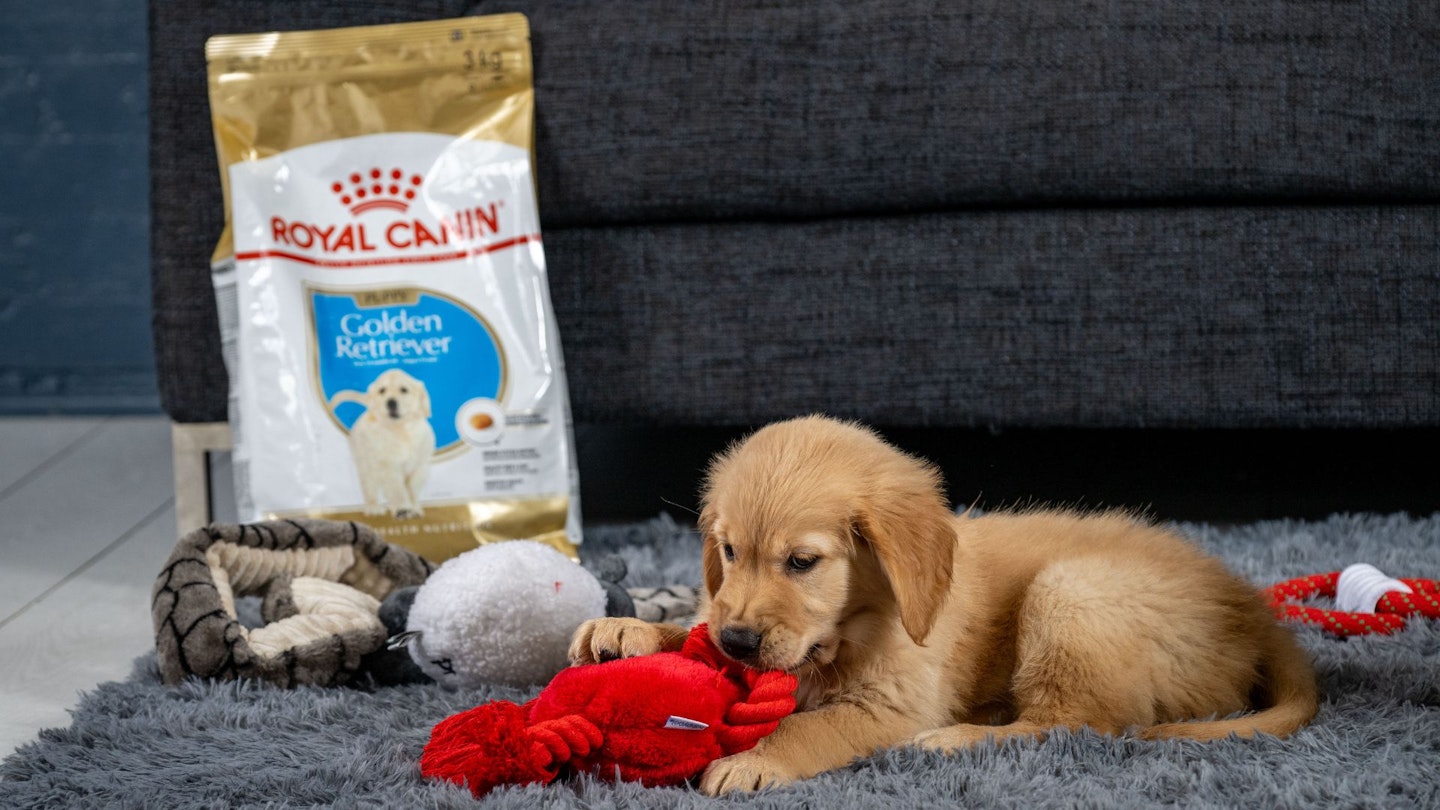 ROYAL CANIN Soldes 2022 -ROYAL CANIN Soldes 2022 342 1